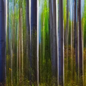 Jasper Aspens Jasper Aspens