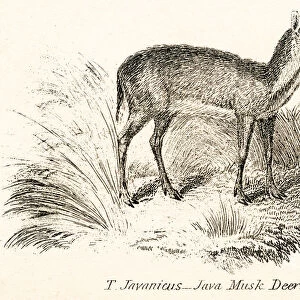 Java musk deer engraving 1803