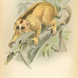 Javan loris primate 1894