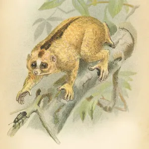 Javan loris primate 1894 Javan loris primate 1894