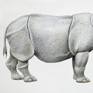 Javan Rhinoceros, Rhinoceros sondaicus, side view
