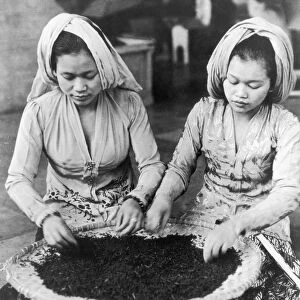 Javanese Tea Labourers
