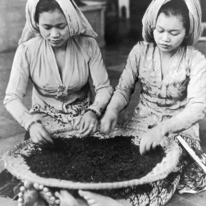 Javanese Tea Labourers Print, circa 1930