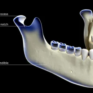 The jaw bone