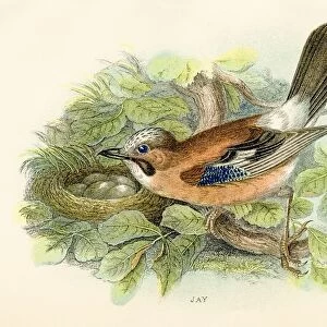 Jay bird engraving 1896