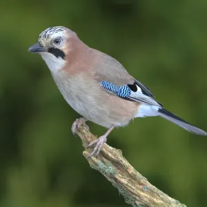 Jay perched on a branch print Jay perched on a branch print