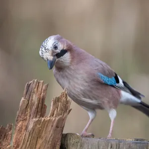 Jay (Garrulus glandarius), Germany