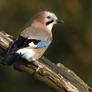 Jay perched on a tree stump print Jay perched on a tree stump print