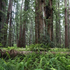 Jedediah Redwoods, Coast Redwood or Giant Redwood (Sequoia sempervirens), California Coast, California, USA