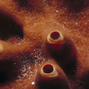 Jeff Rotman Underwater Photography Jeff Rotman Underwater Photography