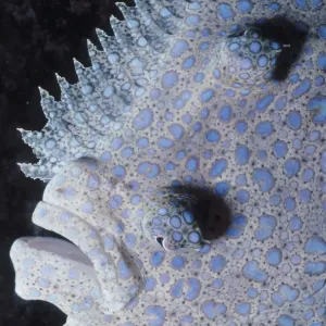 Jeff Rotman Underwater Photography Jeff Rotman Underwater Photography