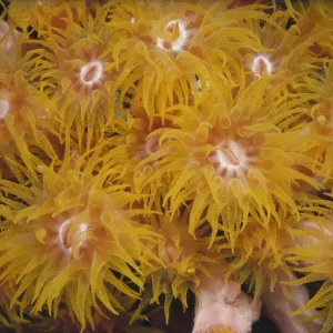 Jeff Rotman Underwater Photography Jeff Rotman Underwater Photography