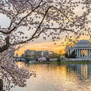 Jefferson and the Cherry Tree