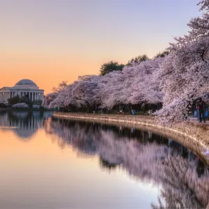 Jefferson Memorial Cherry Blossom Sunrise