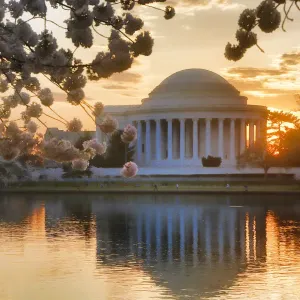 Jefferson Memorial Print with Cherry Blossoms at Sunrise