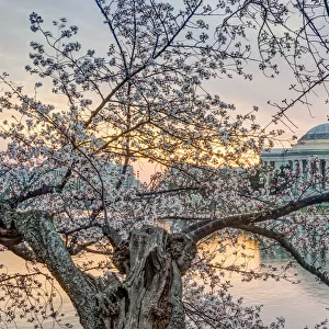 Jefferson Memorial Through a Cherry Tree