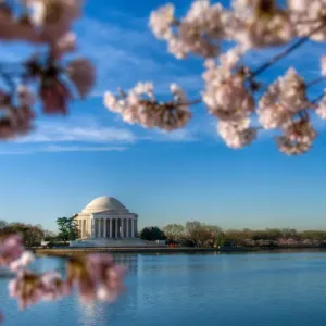 Cherry Blossoms Frame Jefferson Memorial Print Cherry Blossoms Frame Jefferson Memorial Print