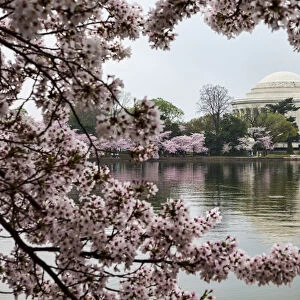 Jefferson Memorial and Tidal Basin with cherry blossoms, Washington, District of Columbia, USA