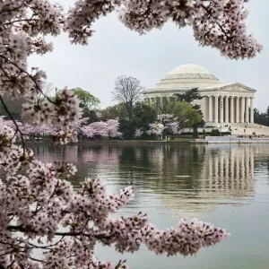 Jefferson Memorial and Tidal Basin Cherry Blossom Print