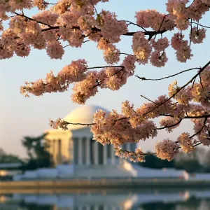 Jefferson Memorial and Tidal Basin with cherry blossoms, Washington, DC