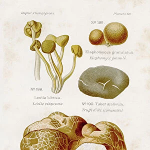 Jelly babies mushroom 1891