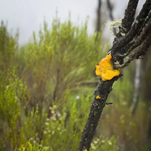 Jelly fungus, semi-alpine heath zone, Mount Kilimanjaro, Kilimanjaro Region, Tanzania