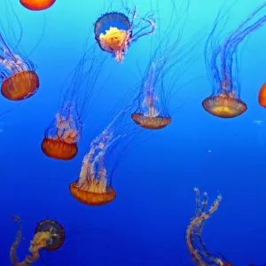 Jellyfish Ballet Print Jellyfish Ballet Print