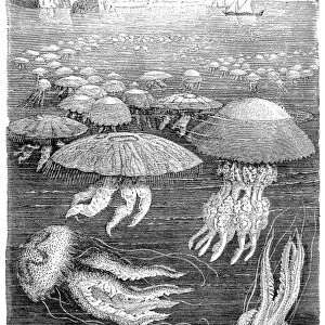 Jellyfish meduse engraving