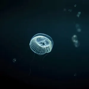 Jellyfish swimming underwater Jellyfish swimming underwater