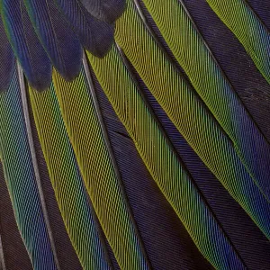 Jenday Conure Wing Print Jenday Conure Wing Print