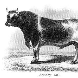 Jersey bull engraving 1873