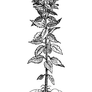 Jerusalem artichoke (Helianthus tuberosus) Jerusalem artichoke (Helianthus tuberosus)