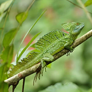 Jesus Christ Lizard (Basilicus plumifrons)