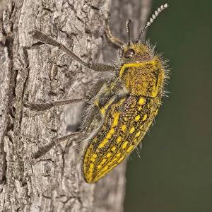 Jewel Beetle -Julodis ehrenbergii- on a tree trunk, Lake Kerkini region, Greece, Europe