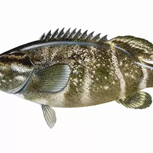 Jewfish (Epinephelus itajara), grouper