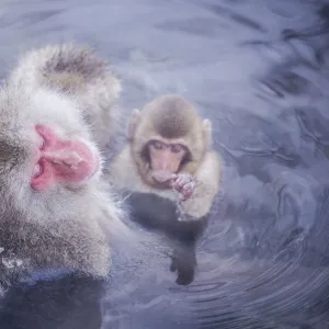 Jigokudani snow monkey park