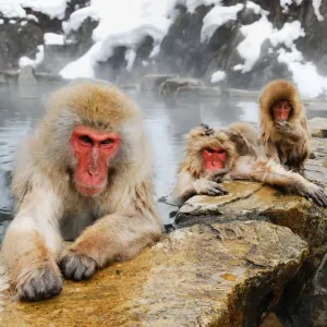 Jigokudani snow monkey park