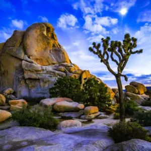 Joshua Tree Joshua Tree