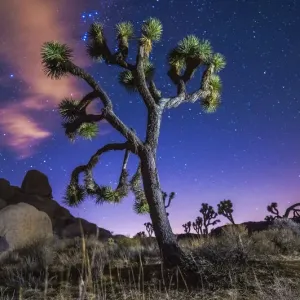Joshua Tree Joshua Tree