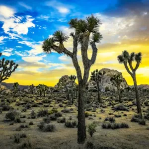 Joshua Tree Joshua Tree