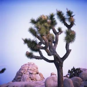 Joshua tree Joshua tree