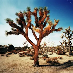 Joshua Tree in desert