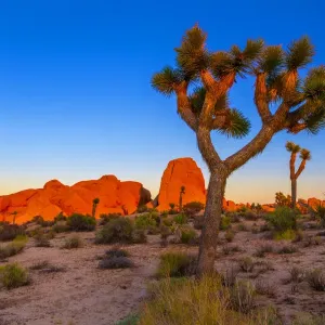 Joshua Tree National Park, California Joshua Tree National Park, California
