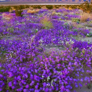 Joshua Tree National Park, California Joshua Tree National Park, California