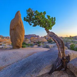 Joshua Tree National Park, California Joshua Tree National Park, California