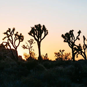 Joshua Tree silhouettes at sunset, California, USA