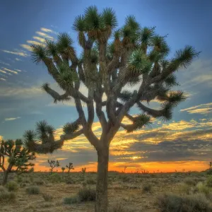 Joshua Tree Sunrise Print Joshua Tree Sunrise Print
