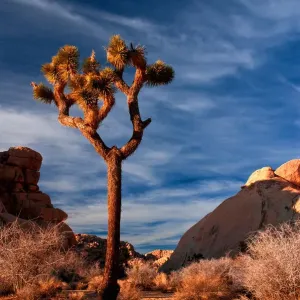 Joshua Tree Sunset Print: A lone Joshua Tree against a desert sunset Joshua Tree Sunset Print: A lone Joshua Tree against a desert sunset