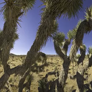 Joshua trees in desert, Joshua Tree N. P