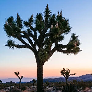 Joshua trees at sunrise, California, USA